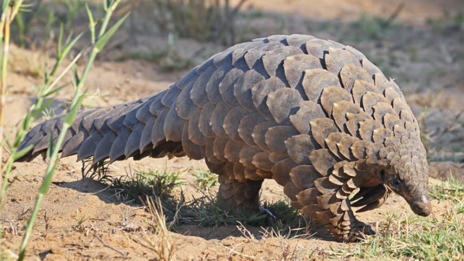 El pangolín el único mamífero cubierto de escamas