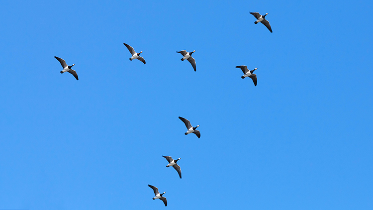 birds flying in formation 