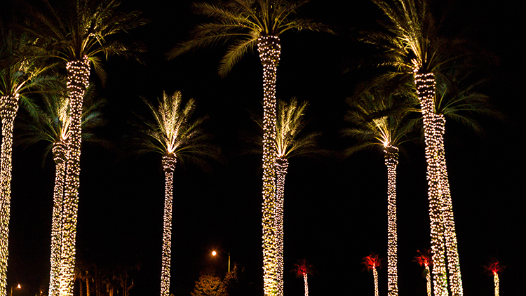 Date palm trees on a traffic circle decorated with winter holiday lights, Nocatee, Ponte Vedra, Florida, USA.