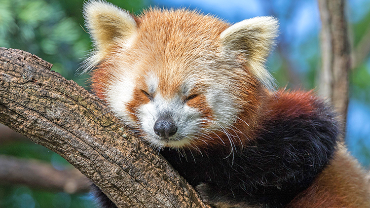 A red panda relaxing in a tree on a nice sunny day.