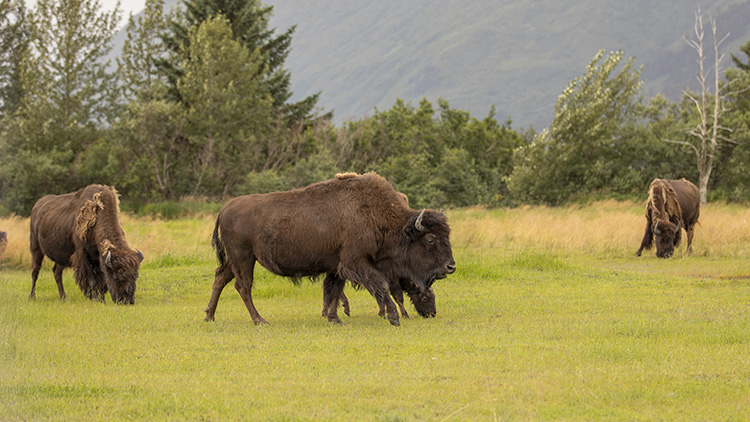 Wood bison on a wildlife reservation