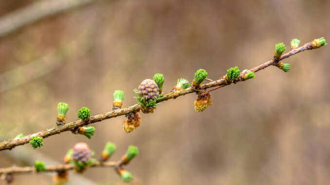 Spring Changes