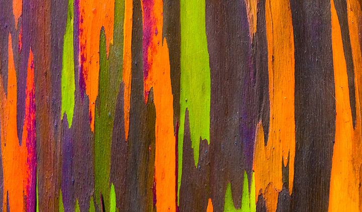 close-up view of colorful strips of color on rainbow eucalyptus tree