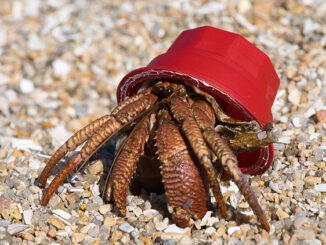 hermit crab