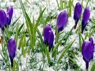 Crocus flowers