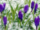 Crocus flowers