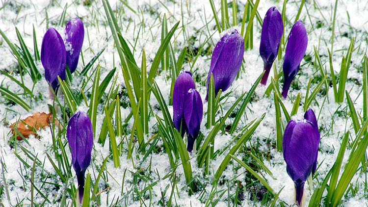 Crocus flowers