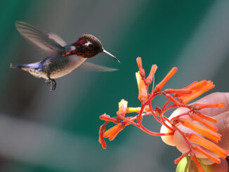 A Bee Hummingbird drinks nectar from a plant held by a person, near Playa Larga, Cuba.