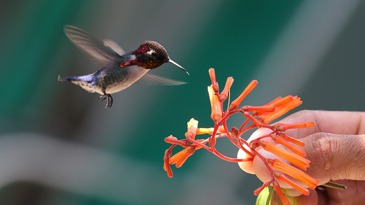 A Bee Hummingbird drinks nectar from a plant held by a person, near Playa Larga, Cuba.