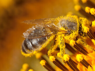 Bee covered in pollen