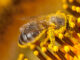 Bee covered in pollen