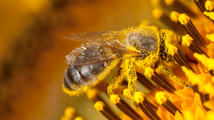 Bee covered in pollen