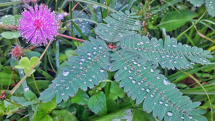 Leaves and flowers of the sensitive plant after being showered by morning rain.