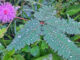 leaves and flowers of the sensitive plant after being showered by morning rain