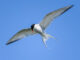 arctic tern